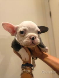 Stupendo cucciolo di Bulldog francese