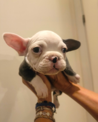 Stupendo cucciolo di Bulldog francese