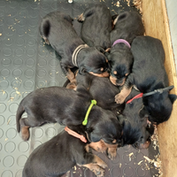 Cuccioli con pedigree