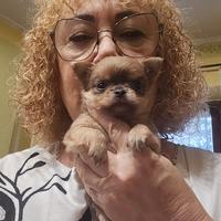 Chihuahua femmina a pelo lungo