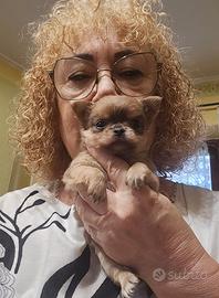 Chihuahua femmina a pelo lungo
