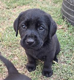 Cuccioli di Labrador Retriver