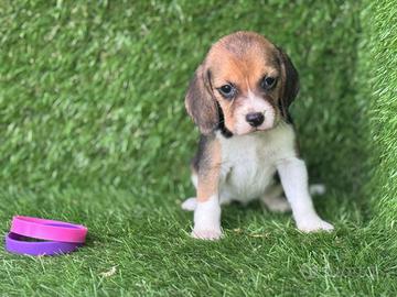 Beagle
