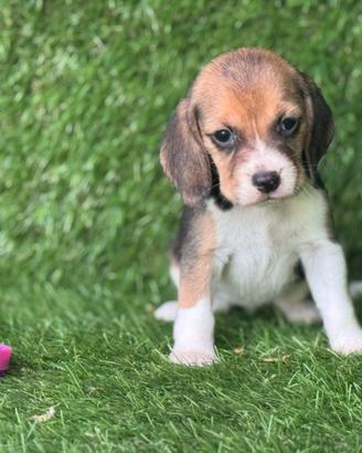 Beagle