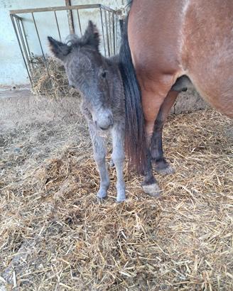Pony