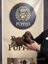 Promo BASSOTTO NANO MASCHIO CHOCO