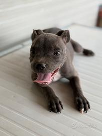 Staffordshire bull terrier