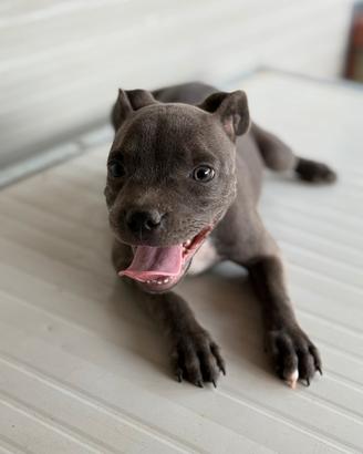 Staffordshire bull terrier