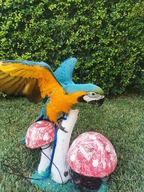 Pulli di Ara Ararauna