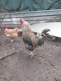 Galline