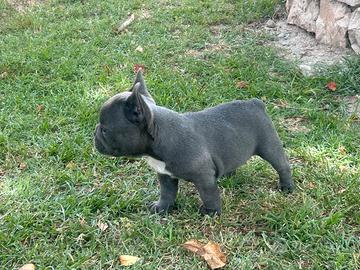Bulldog francese