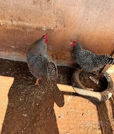 Gallina amarok