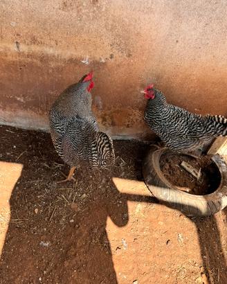 Gallina amarok