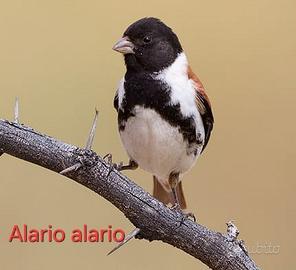 Serinus Alario