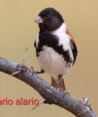 Serinus Alario