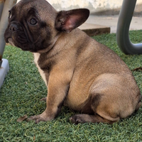 Cucciole bouledogue francese