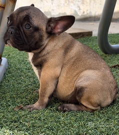 Cucciole bouledogue francese