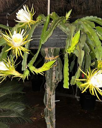 Pitaya, talee e piante radicate