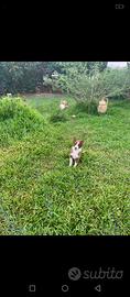 Border collie
