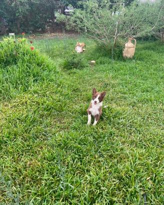 Border collie