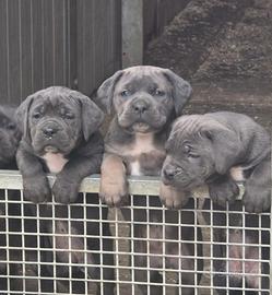 Cuccioli di cane corso