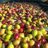 Olio di oliva polizzi generosa palermo madonie