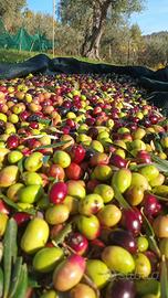 Olio di oliva polizzi generosa palermo madonie