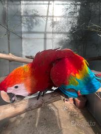 Ara chloroptera allevata a mano
