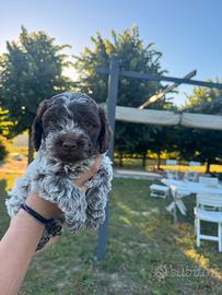 Cuccioli di Lagotto Romagnolo