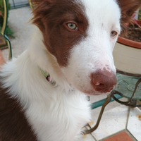 Cucciolo di Bordier Collier