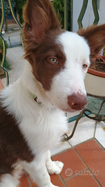 Cucciolo di Bordier Collier