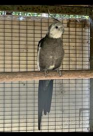 Calopsite faccia bianca maschio