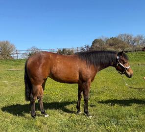 Quarter Horse Mare 2024