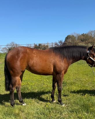 Quarter Horse Mare 2024
