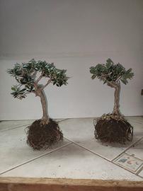 2 Ulivi prebonsai
