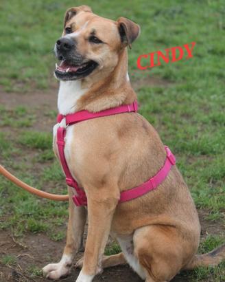 Cani da adottare in canile a Roma nord