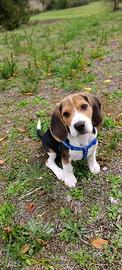 Cucciolo di Beagle
