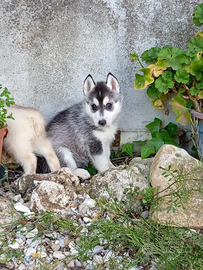 Siberian Husky con pedigree ENCI