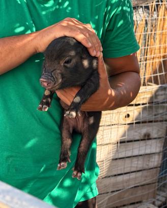 Maialini nana Minipig