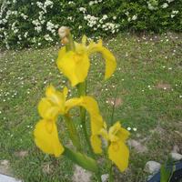 iris pseudacorus, iris palustre giallo 