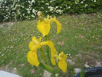 iris pseudacorus, iris palustre giallo 