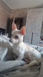 Cucciolo