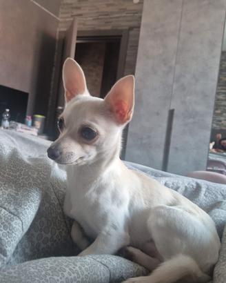 Cucciolo