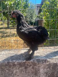 Marans