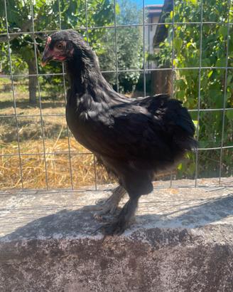 Marans