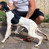 Animalpointer