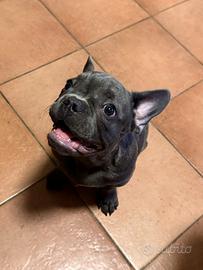 Cucciolo Bulldog francese