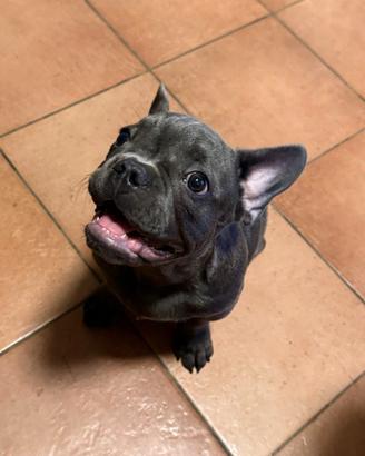 Cucciolo Bulldog francese