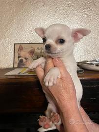 Chihuahua