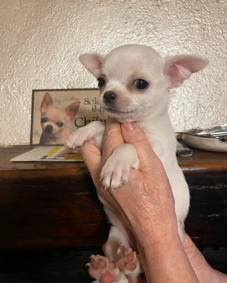 Chihuahua